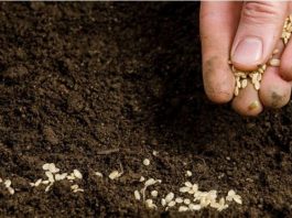 POPIS POVRĆA koje možete sijati uFebruaru i koje će vam DONIJETI ranu berbu!