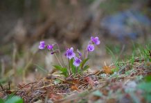 Čaj od divlje ljubičice protiv nesanice: Tajna Slavice Rokvić za miran san