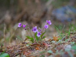 Čaj od divlje ljubičice protiv nesanice: Tajna Slavice Rokvić za miran san