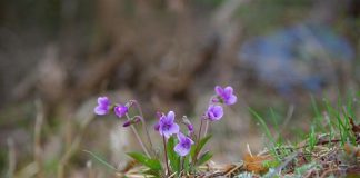 Čaj od divlje ljubičice protiv nesanice: Tajna Slavice Rokvić za miran san