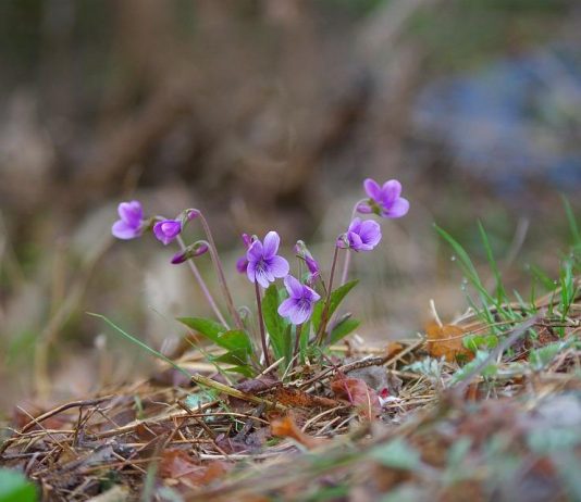 Čaj od divlje ljubičice protiv nesanice: Tajna Slavice Rokvić za miran san