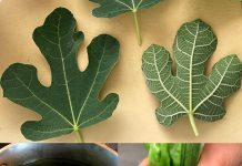 OTKRIJ SNAGU LIŠĆA SMOKVE! 🍃💪 10 ZDRAVSTVENIH ČUDA KOJA MORATE ZNATI 🌟🍵