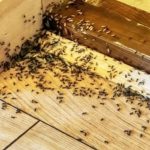 Spriječite im ulazak u dom: Mravi mrze miris ovog predmeta Spriječite im ulazak u dom: Mravi mrze miris ovog predmeta - featured image