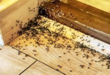 Spriječite im ulazak u dom: Mravi mrze miris ovog predmeta Spriječite im ulazak u dom: Mravi mrze miris ovog predmeta - featured image