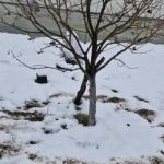 Kada, koliko i oko kojih voćnih vrsta, a kojih ne, razbacivati drveni pepeo Kada, koliko i oko kojih voćnih vrsta, a kojih ne, razbacivati drveni pepeo - featured image