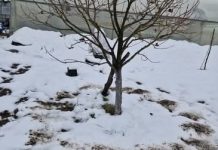 Kada, koliko i oko kojih voćnih vrsta, a kojih ne, razbacivati drveni pepeo Kada, koliko i oko kojih voćnih vrsta, a kojih ne, razbacivati drveni pepeo - featured image