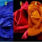 Test podsvesti: Odaberite jednu ružu i saznajte šta vas vodi u životu, a šta krijete od drugih Test podsvesti: Odaberite jednu ružu i saznajte šta vas vodi u životu, a šta krijete od drugih - featured image