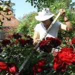 Veruje se da ova biljka donosi smrt: Nikada je ne sadite, a ako je dobijete na poklon – odmah je bacite iz kuće! Veruje se da ova biljka donosi smrt: Nikada je ne sadite, a ako je dobijete na poklon – odmah je bacite iz kuće! - featured image