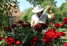 Veruje se da ova biljka donosi smrt: Nikada je ne sadite, a ako je dobijete na poklon – odmah je bacite iz kuće! Veruje se da ova biljka donosi smrt: Nikada je ne sadite, a ako je dobijete na poklon – odmah je bacite iz kuće! - featured image