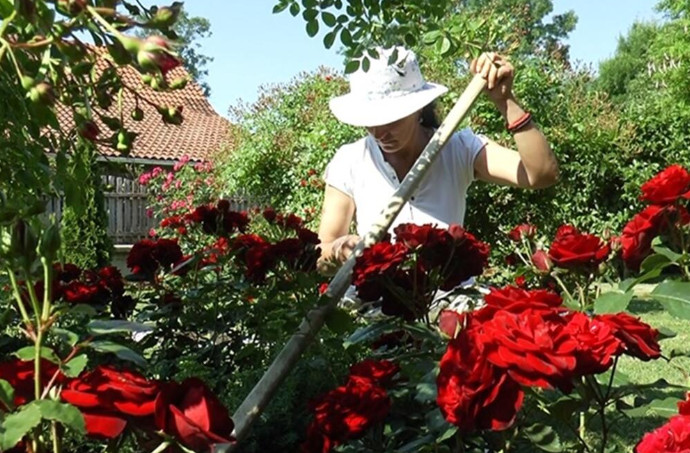Veruje se da ova biljka donosi smrt: Nikada je ne sadite, a ako je dobijete na poklon – odmah je bacite iz kuće! - featured image Veruje se da ova biljka donosi smrt: Nikada je ne sadite, a ako je dobijete na poklon – odmah je bacite iz kuće! - featured image