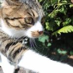 NEPOZNATA MAČKA VAM SE POJAVILA NA KUĆNOM PRAGU? INDIJSKO VJEROVANJE UPOZORAVA: “U toj kući će uskoro biti…” NEPOZNATA MAČKA VAM SE POJAVILA NA KUĆNOM PRAGU? INDIJSKO VJEROVANJE UPOZORAVA: “U toj kući će uskoro biti…” - featured image