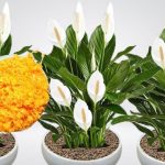 0DMAH JE PR0CVJETALA ! 1 kašičica za svaki kućni cvijet i bujno cvjetanje je zagarantovano! 0DMAH JE PR0CVJETALA ! 1 kašičica za svaki kućni cvijet i bujno cvjetanje je zagarantovano! - featured image