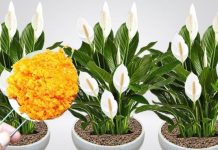 0DMAH JE PR0CVJETALA ! 1 kašičica za svaki kućni cvijet i bujno cvjetanje je zagarantovano! 0DMAH JE PR0CVJETALA ! 1 kašičica za svaki kućni cvijet i bujno cvjetanje je zagarantovano! - featured image