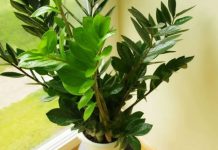 Zovu je biljkom sreće i obilja:Evo šta trebate uraditi sa zamijom kad joj listovi požute Zovu je biljkom sreće i obilja:Evo šta trebate uraditi sa zamijom kad joj listovi požute - featured image