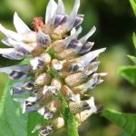 PIJTE OVAJ ČAJ 3 PUTA DNEVNO: Kod Drhtanja, Pojačanog Lupanja Srca, Vrtoglavice, Znojenja, Gubitka Daha PIJTE OVAJ ČAJ 3 PUTA DNEVNO: Kod Drhtanja, Pojačanog Lupanja Srca, Vrtoglavice, Znojenja, Gubitka Daha - featured image