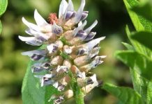 PIJTE OVAJ ČAJ 3 PUTA DNEVNO: Kod Drhtanja, Pojačanog Lupanja Srca, Vrtoglavice, Znojenja, Gubitka Daha PIJTE OVAJ ČAJ 3 PUTA DNEVNO: Kod Drhtanja, Pojačanog Lupanja Srca, Vrtoglavice, Znojenja, Gubitka Daha - featured image