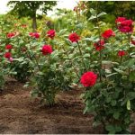 Obavezno ovaj prah pospite po ružama u februaru: Svi ga imamo u kući, bujaće cijelo ljeto Obavezno ovaj prah pospite po ružama u februaru: Svi ga imamo u kući, bujaće cijelo ljeto - featured image