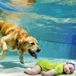 Beba je upala u bazen i počela da se davi, a ono što je pas uradio sve je šokiralo… 😲😲 Beba je upala u bazen i počela da se davi, a ono što je pas uradio sve je šokiralo… 😲😲 - featured image