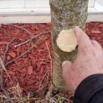 Na OVAJ način se smokva orezuje u februaru za obilniji rod Na OVAJ način se smokva orezuje u februaru za obilniji rod - featured image