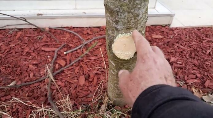 Na OVAJ način se smokva orezuje u februaru za obilniji rod - featured image Na OVAJ način se smokva orezuje u februaru za obilniji rod - featured image