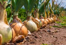 Kineska metoda sađenja luka: Bujaće kao iz vode, a glavice će biti krupne i čvrste Kineska metoda sađenja luka: Bujaće kao iz vode, a glavice će biti krupne i čvrste - featured image