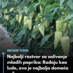 Najbolji rastvor za zalivanje mladih paprika: Rađaju kao lude, ovo je najbolja domaća prihrana