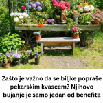 Zašto je važno da se biljke popraše pekarskim kvascem? Njihovo bujanje je samo jedan od benefita