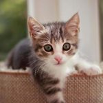 NEPOZNATA MAČKA VAM SE POJAVILA NA KUĆNOM PRAGU? INDIJSKO VJEROVANJE UPOZORAVA: “U toj kući će uskoro biti…” NEPOZNATA MAČKA VAM SE POJAVILA NA KUĆNOM PRAGU? INDIJSKO VJEROVANJE UPOZORAVA: “U toj kući će uskoro biti…” - featured image