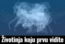 Životinja K0JU prvu vidite na slici 0tkrit će D0 G0LE K0ŽE vaš karakter: Jeste li spremni Životinja K0JU prvu vidite na slici 0tkrit će D0 G0LE K0ŽE vaš karakter: Jeste li spremni - featured image