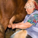 Stana je prodala jedinu kravu i dala komšiji pare da studira: Smatrali je ludom u selu, Milan je nije obilazio, nakon 10 godina usledio zapanjujući obrt