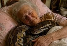 d😨 Jedna 75-godišnja žena držala je tri godine u svojoj kući divovskog pitona, sve dok jednog dana zmija nije počela svake noći puzati u njezin krevet i omotavati se oko njezinog tijela. Starica je vjerovala da je to znak privrženosti, no kada je njezina kći, koja je bila veterinarka, došla u posjet i vidjela ponašanje zmije, prestravila se i odmah zamolila majku da više ne spava pokraj nje.