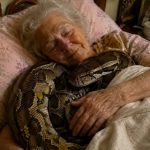 😨 Jedna 75-godišnja žena držala je tri godine u svojoj kući divovskog pitona, sve dok jednog dana zmija nije počela svake noći puzati u njezin krevet i omotavati se oko njezinog tijela. Starica je vjerovala da je to znak privrženosti, no kada je njezina kći, koja je bila veterinarka, došla u posjet i vidjela ponašanje zmije, prestravila se i odmah zamolila majku da više ne spava pokraj nje.