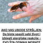 AKO VAS UBODE STRŠLJEN: Da biste spasili sebi život i izbjegli alergijske reakcije – EVO ŠTA ODMAH MORATE URADITI AKO VAS UBODE STRŠLJEN: Da biste spasili sebi život i izbjegli alergijske reakcije – EVO ŠTA ODMAH MORATE URADITI - featured image